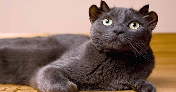 Katten Yoda ble født med fire ører. Nå har de unike bildene gjort han verdenskjent!