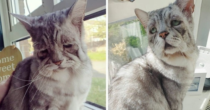 Ingen ville ha katten Toby på grunn av det rare ansiktet hans. Men se reaksjonen når han endelig adopteres!