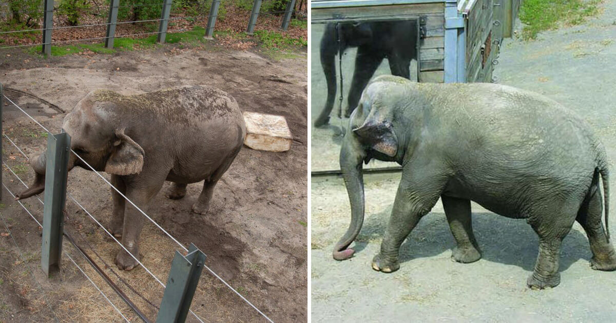 Verdens mest ensomme elefant har levd i fangenskap i 13 år. Nå krever aktivister at hun frigjøres!