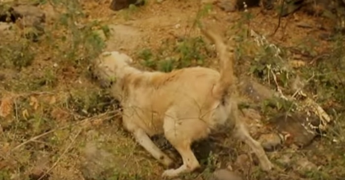 Kvinnen ser en hund som sitter og stirrer i buskene. Så ser hun det forferdelige hun har blitt utsatt for!