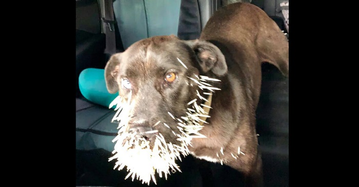 Den desperate hunden skriker etter hjelp på gaten. Så får den øyekontakt med denne kvinnen!