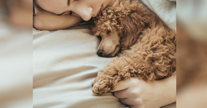 Ny forskning viser: Hundeeiere lever lengre – fordi de har bedre helse!