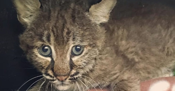 Kvinnen redder en katt fra å bli påkjørt. Så ser hun nærmere og innser at noe ikke stemmer!