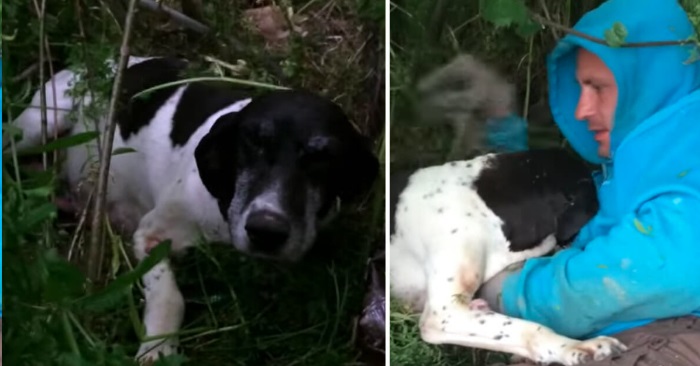 Mannen fant en forlatt hund i skogen. Når han ser nærmere innser han at han må handle raskt!