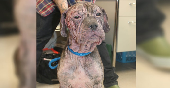 Mannen finner en forlatt hund utenfor døren sin. Når han ser på potene innser han at hunden er i fare!
