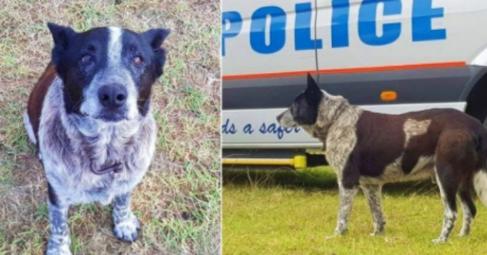 3-åring forsvant og var borte i 16 timer. Da redder denne gamle, blinde hunden dagen!