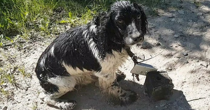 Monsteret fester et 6 kilo tungt anker til hundens nakke. Og kaster den i elven!