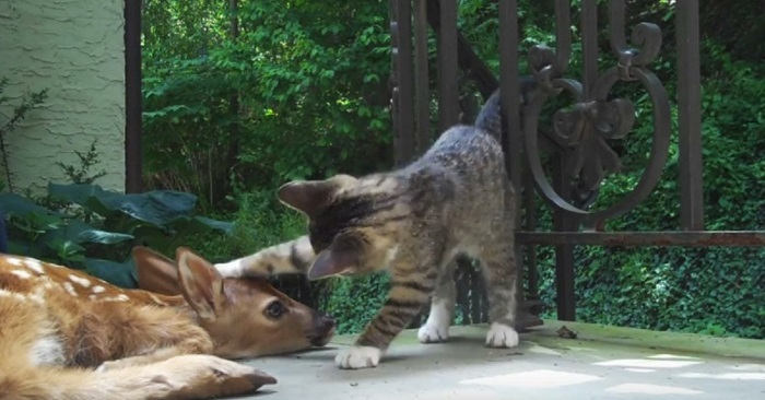 Kattungen får øye på en liten hjort på verandaen. Da klarer den ikke å legge skjul på hvor glad den blir!