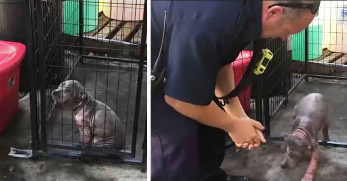 Den deprimerte hunden ble plassert i en kennel. Så gjenforenes hun med brannmannen som reddet livet hennes!
