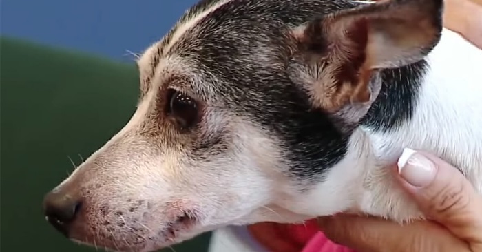 Hunden forsvant sporløst fra familiens hus. 12 år senere får de en uventet telefon!