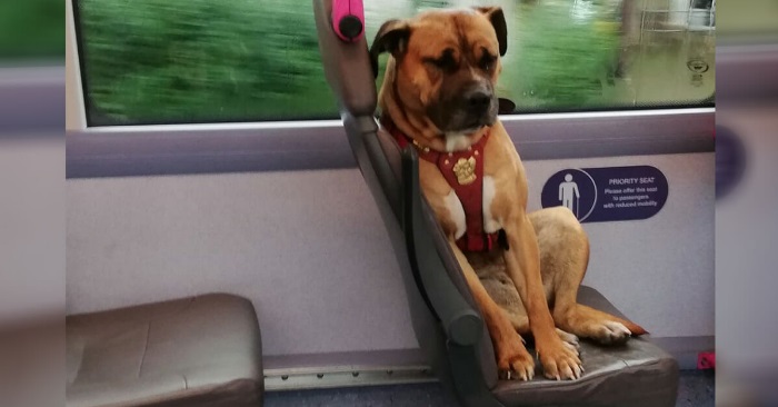 Kvinnen ser en trist og ensom hund på bussen. Når ingen henter henne, tar hun en viktig avgjørelse!