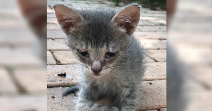 En forlatt kattunge roper etter hjelp. Da ser kvinnen på potene hans og reagerer umiddelbart!