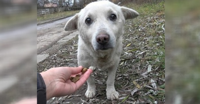 Dyrevennene finner en forlatt hund ved togskinnene. Når de ser DETTE, skjønner de alvoret!