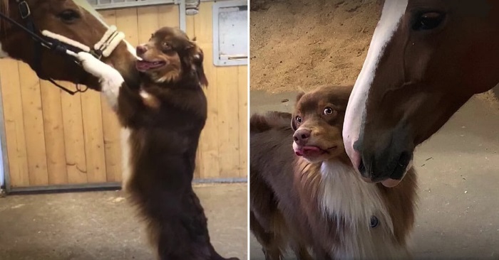 Hunden klarer ikke å slutte å klemme sin beste venn. Videoklippet får hele internett til å smelte!