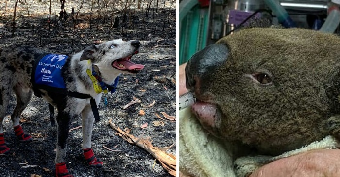 Hunden Bear har en helt spesiell egenskap. Nå redder han livet til hundrevis av koalaer i Australia!