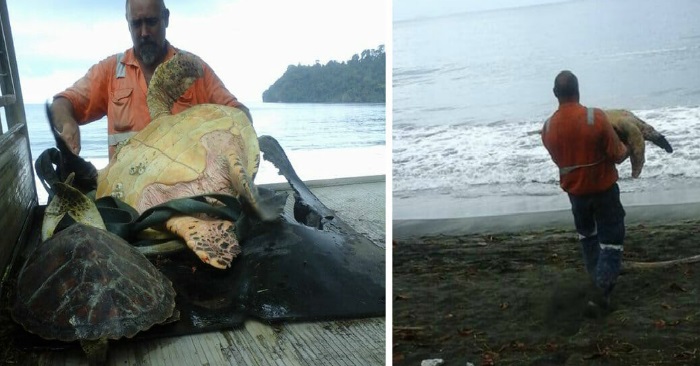 Mannen kjøper alle havskilpaddene på matmarkedet. For å slippe de tilbake i havet!