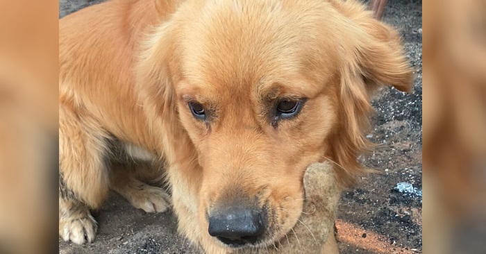 Familiens hus ble brant ned til grunnen. Så fant hunden DETTE i ruinene!