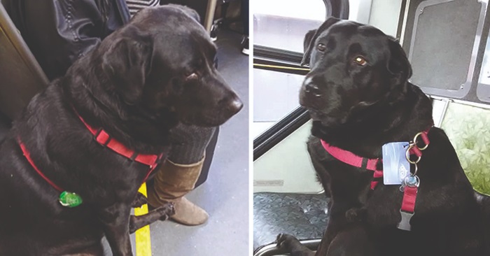 Hver dag setter hunden seg på bussen alene. Destinasjonen hennes rører tusenvis til tårer!