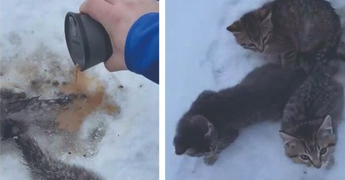 Mannen finner 3 kattunger frosset fast i bakken. Da reagerer han lynraskt med en kopp kaffe!