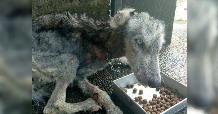 Huskyen var døden nær da hun ble reddet. Nå, 10 måneder senere, er hun ugjenkjennelig!