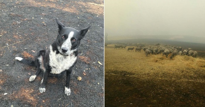 Hunden Patsy er mye mer enn bare et kjæledyr. Nå redder hun liv fra Australias skogbranner!